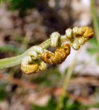 Pteridium tauricum