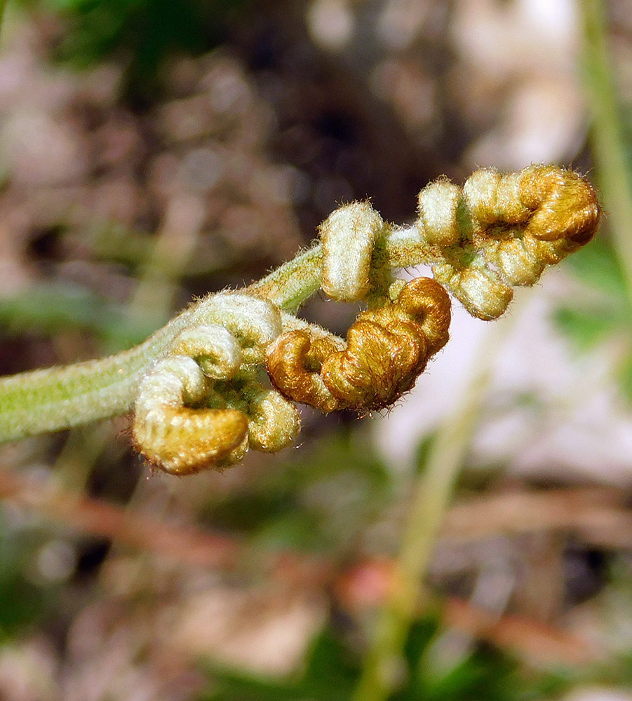 Изображение особи Pteridium tauricum.