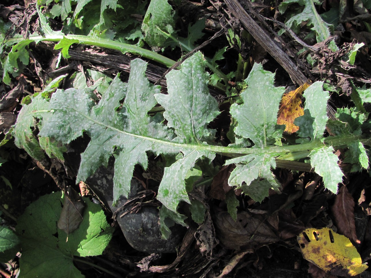 Image of Cirsium sychnosanthum specimen.