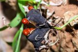 Gloriosa superba. Верхушка побега с вскрывшимся плодом. Израиль, Шарон, г. Тель-Авив, ботанический сад университета. 22.10.2018.