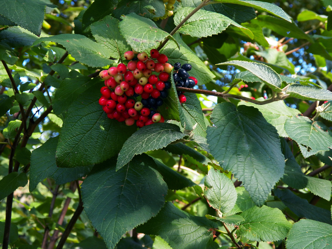 Image of Viburnum lantana specimen.