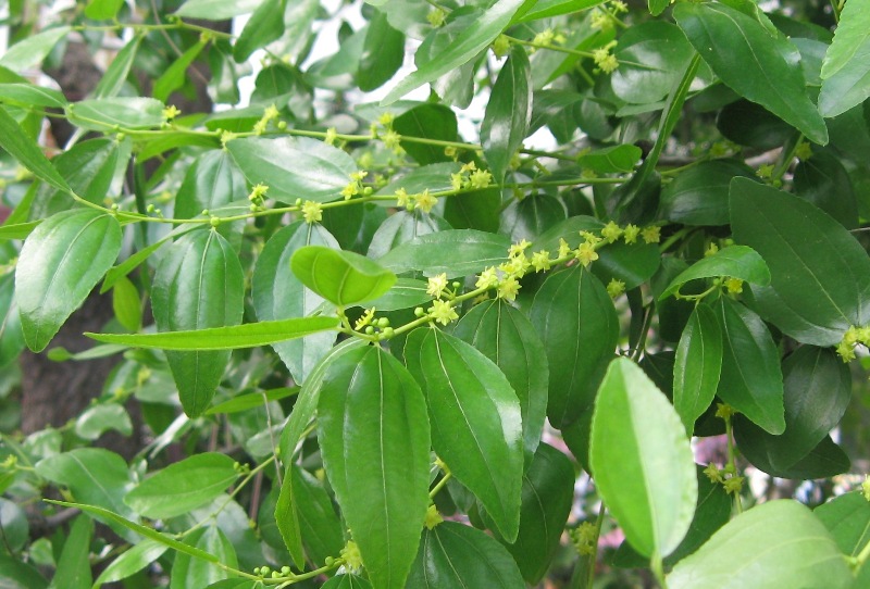 Image of Ziziphus jujuba specimen.