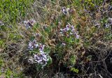 Astragalus norvegicus