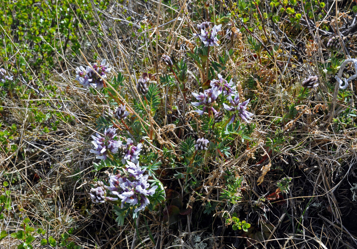 Изображение особи Astragalus norvegicus.
