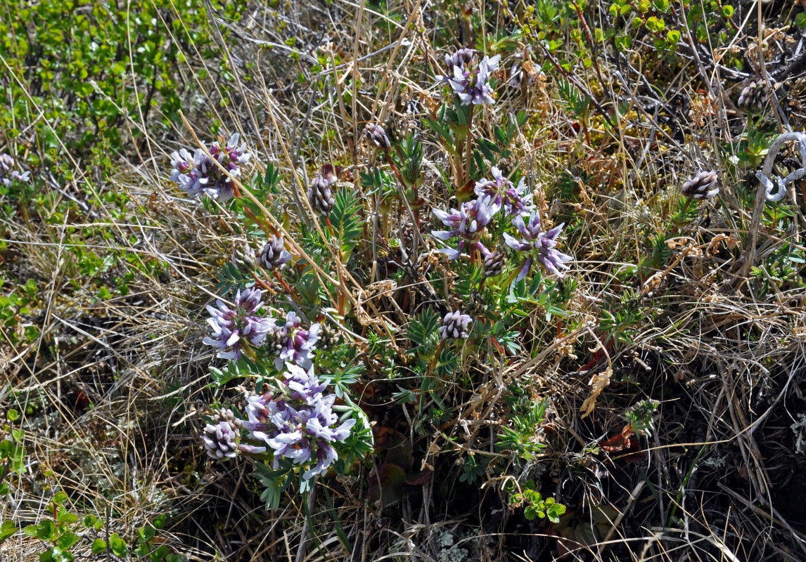 Image of Astragalus norvegicus specimen.