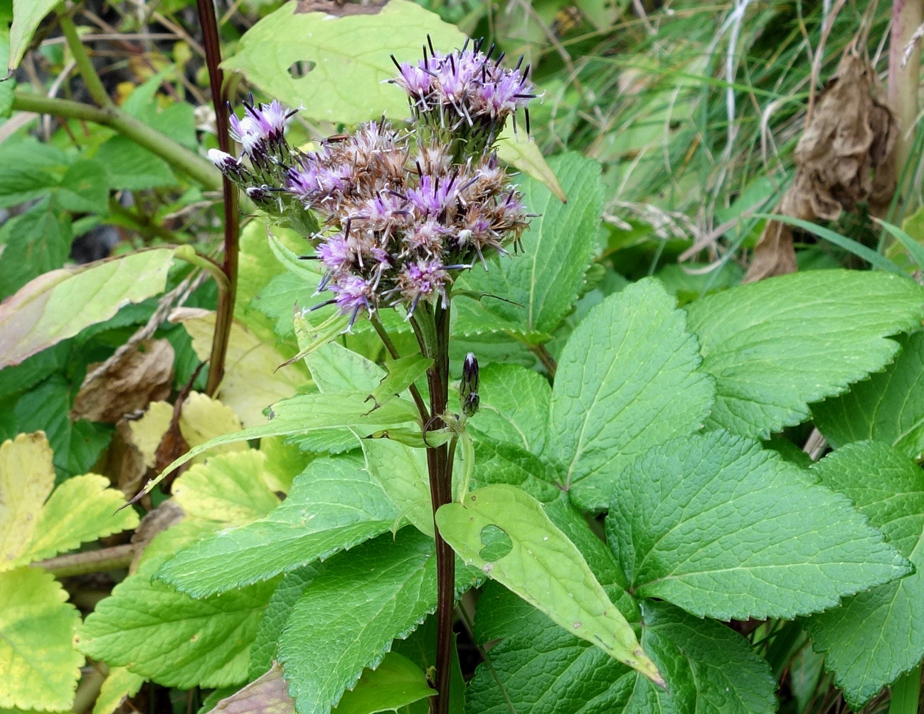 Изображение особи Saussurea sachalinensis.