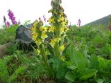 Pedicularis oederi