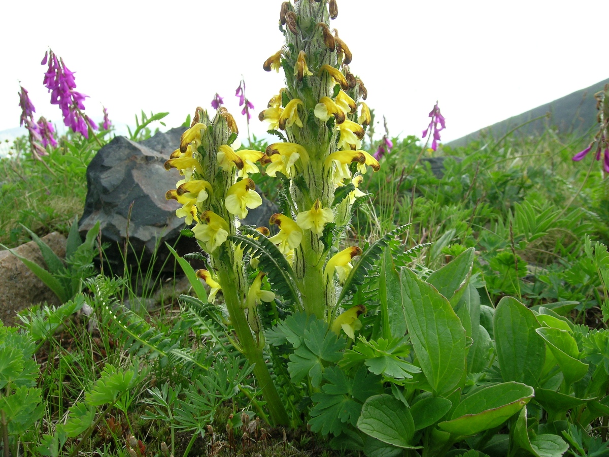 Изображение особи Pedicularis oederi.