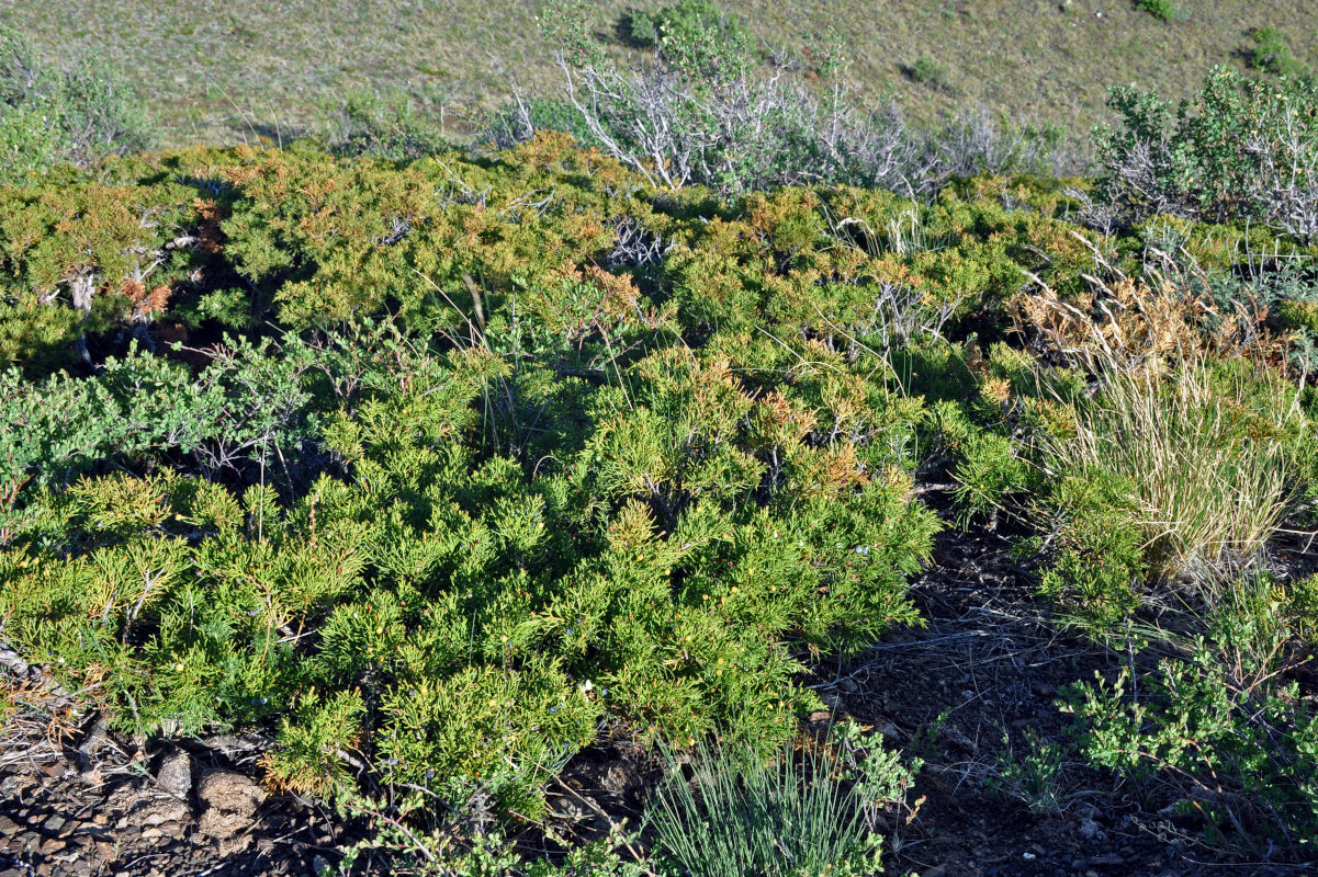 Image of Juniperus sabina specimen.