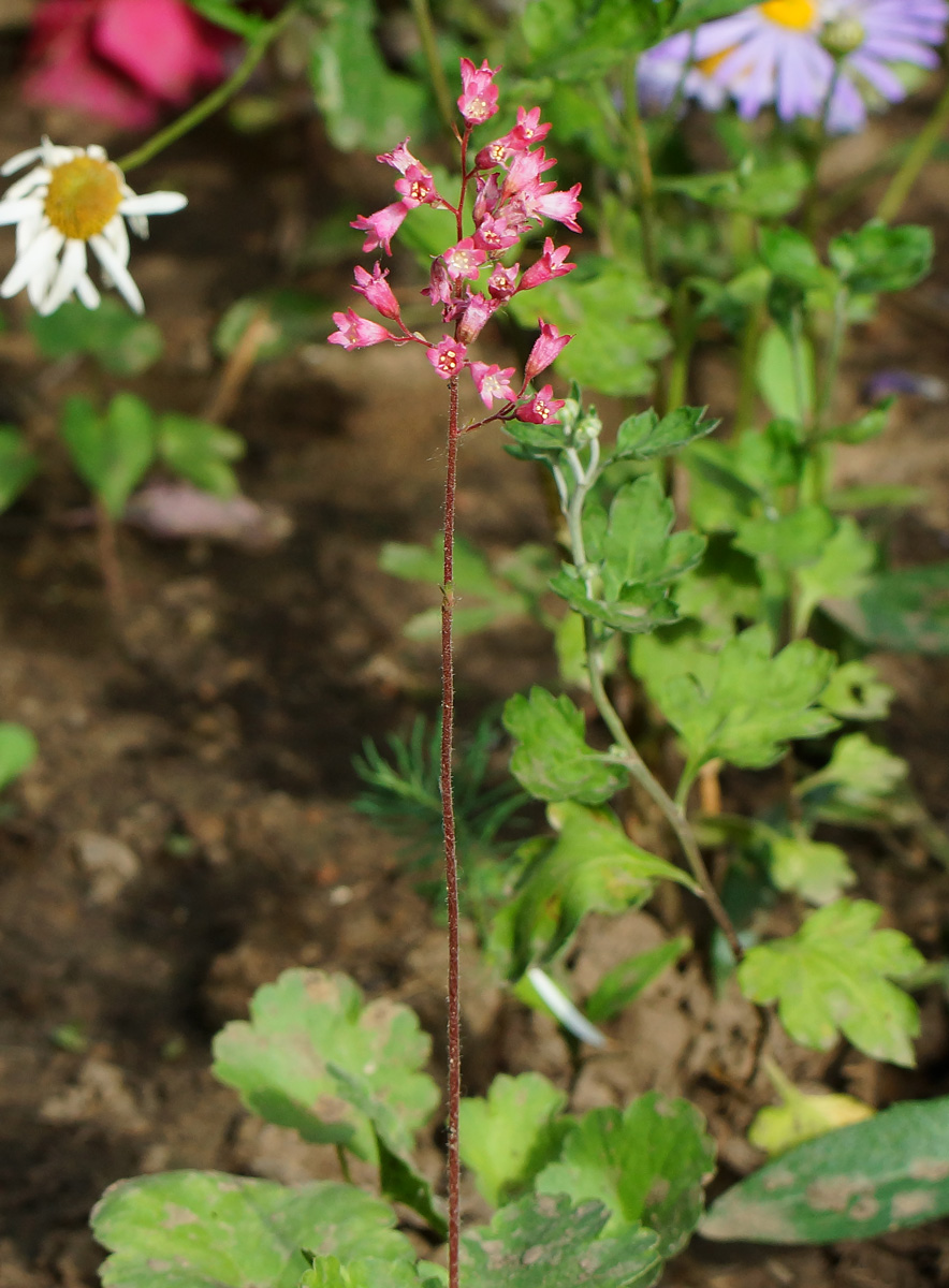 Изображение особи Heuchera sanguinea.