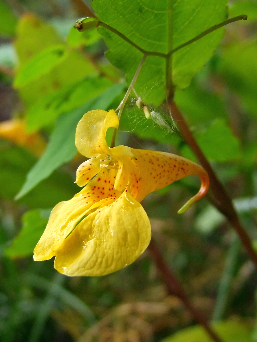 Изображение особи Impatiens noli-tangere.