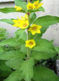 Lysimachia punctata. Средняя часть растения с цветками. Кыргызстан, южная окраина г. Бишкек, газон, возможно одичавшее культурное растение. 25.05.2019.