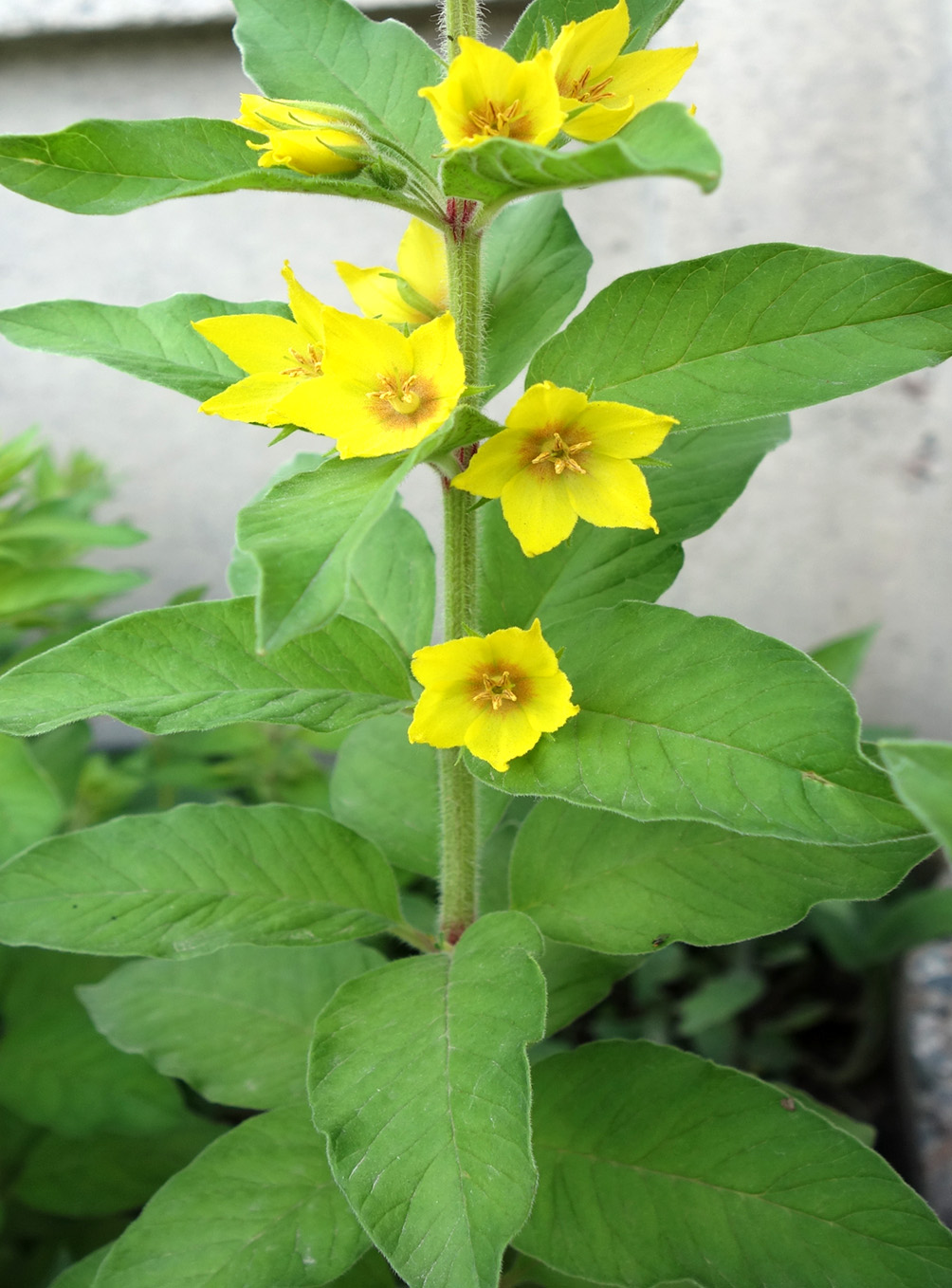 Изображение особи Lysimachia punctata.