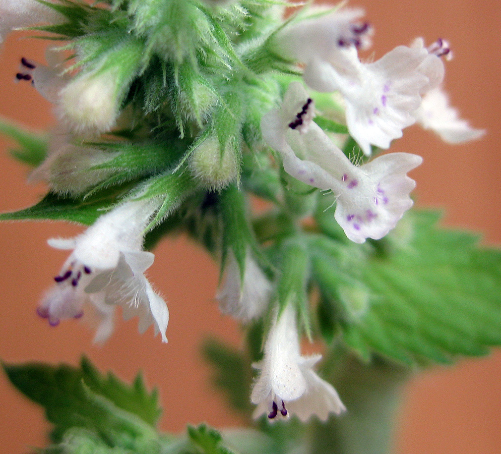 Изображение особи Nepeta cataria.