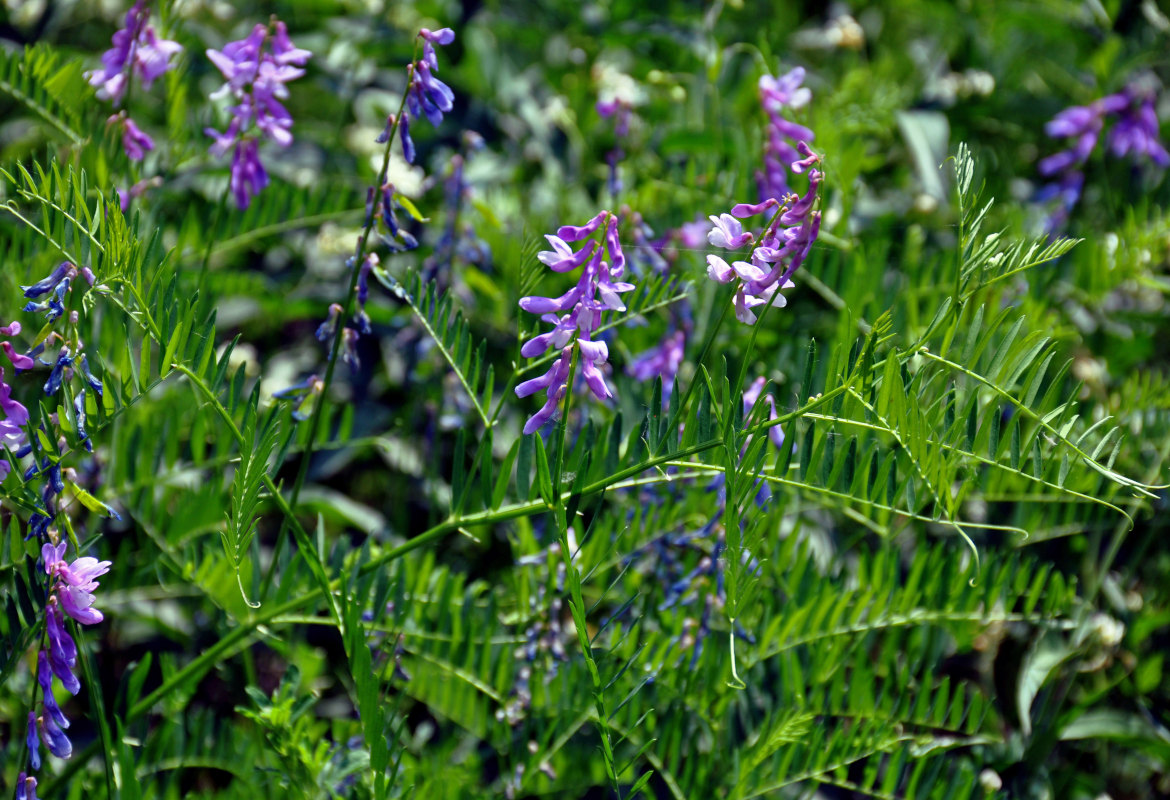 Image of Vicia tenuifolia specimen.