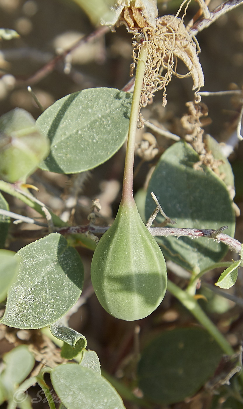 Image of Capparis herbacea specimen.