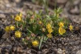 род Potentilla. Цветущее растение. Ростовская обл., Родионово-Несветайский р-н, окр. села Генеральское, степной каменистый склон. 27.03.2020.