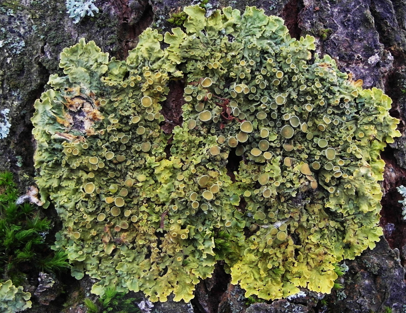 Image of Xanthoria parietina specimen.