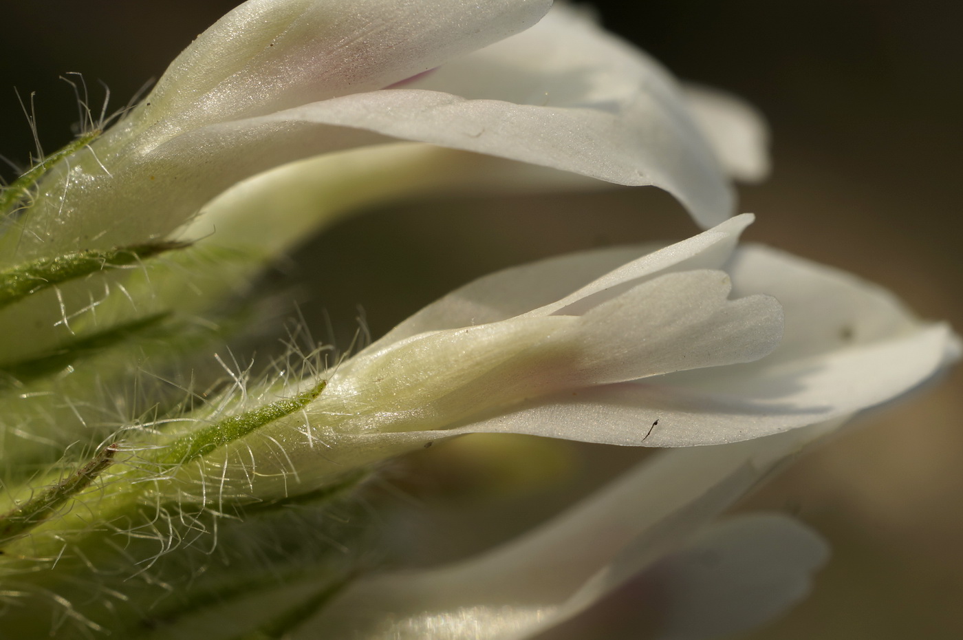 Image of Astragalus dolichophyllus specimen.