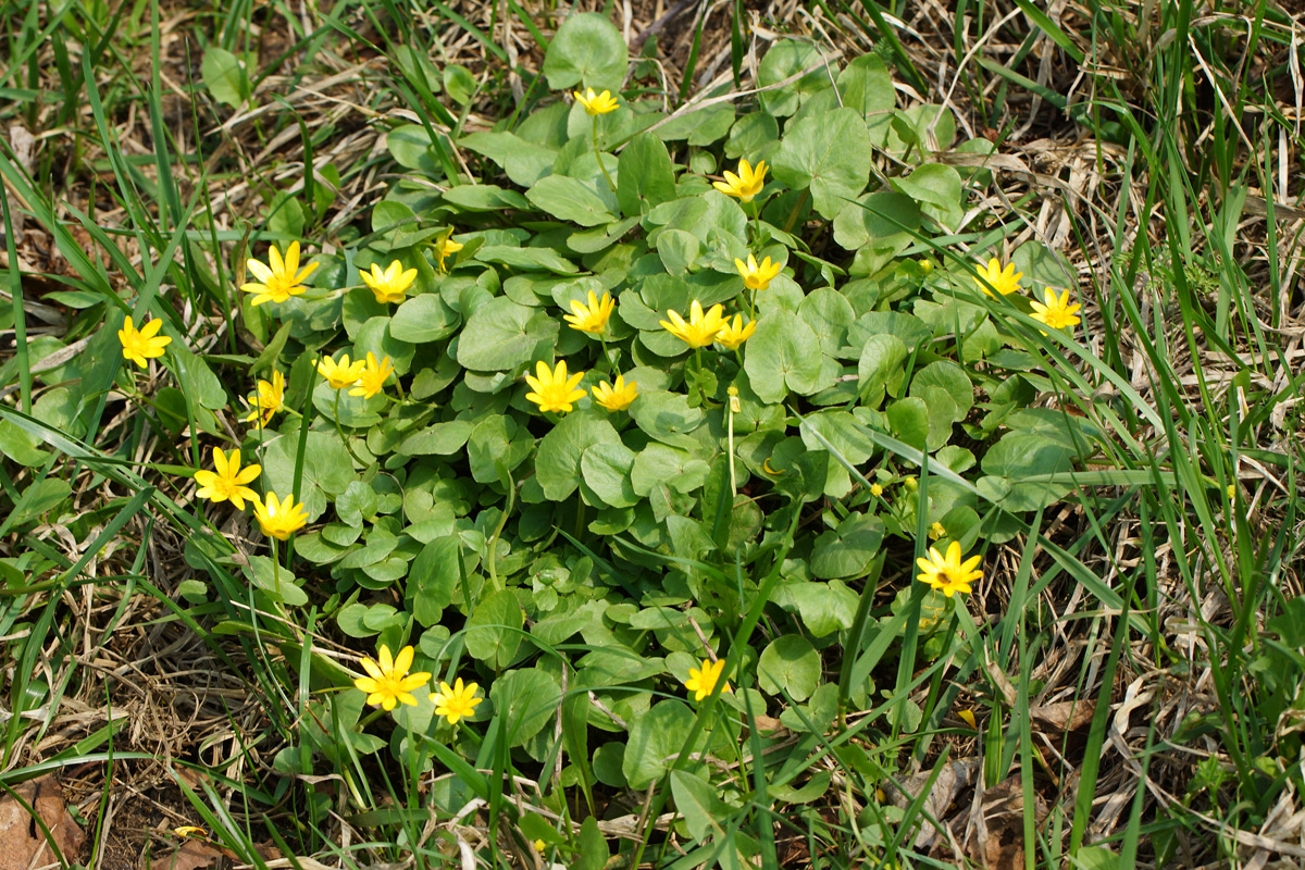 Image of Ficaria verna specimen.