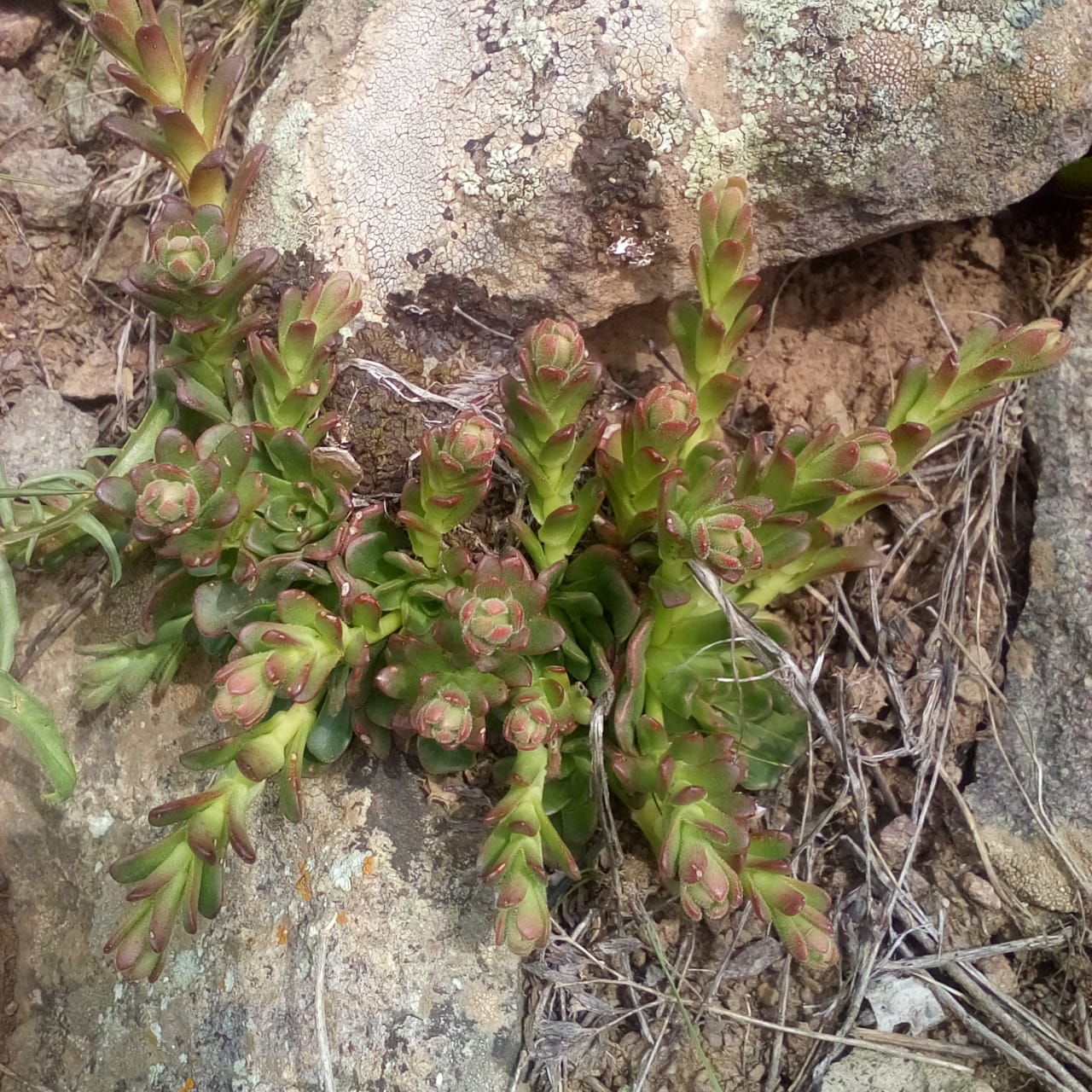 Image of Rosularia sempervivum specimen.