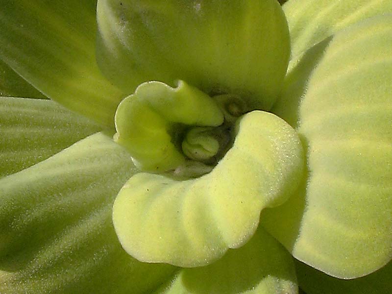 Изображение особи Pistia stratiotes.