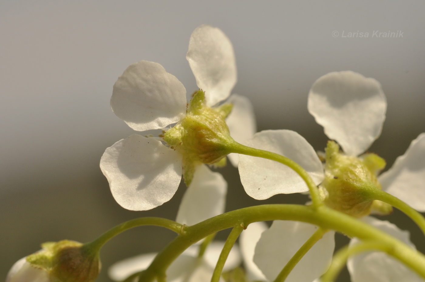 Image of Padus avium ssp. pubescens specimen.