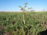 Ferula caspica