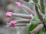 Saponaria glutinosa