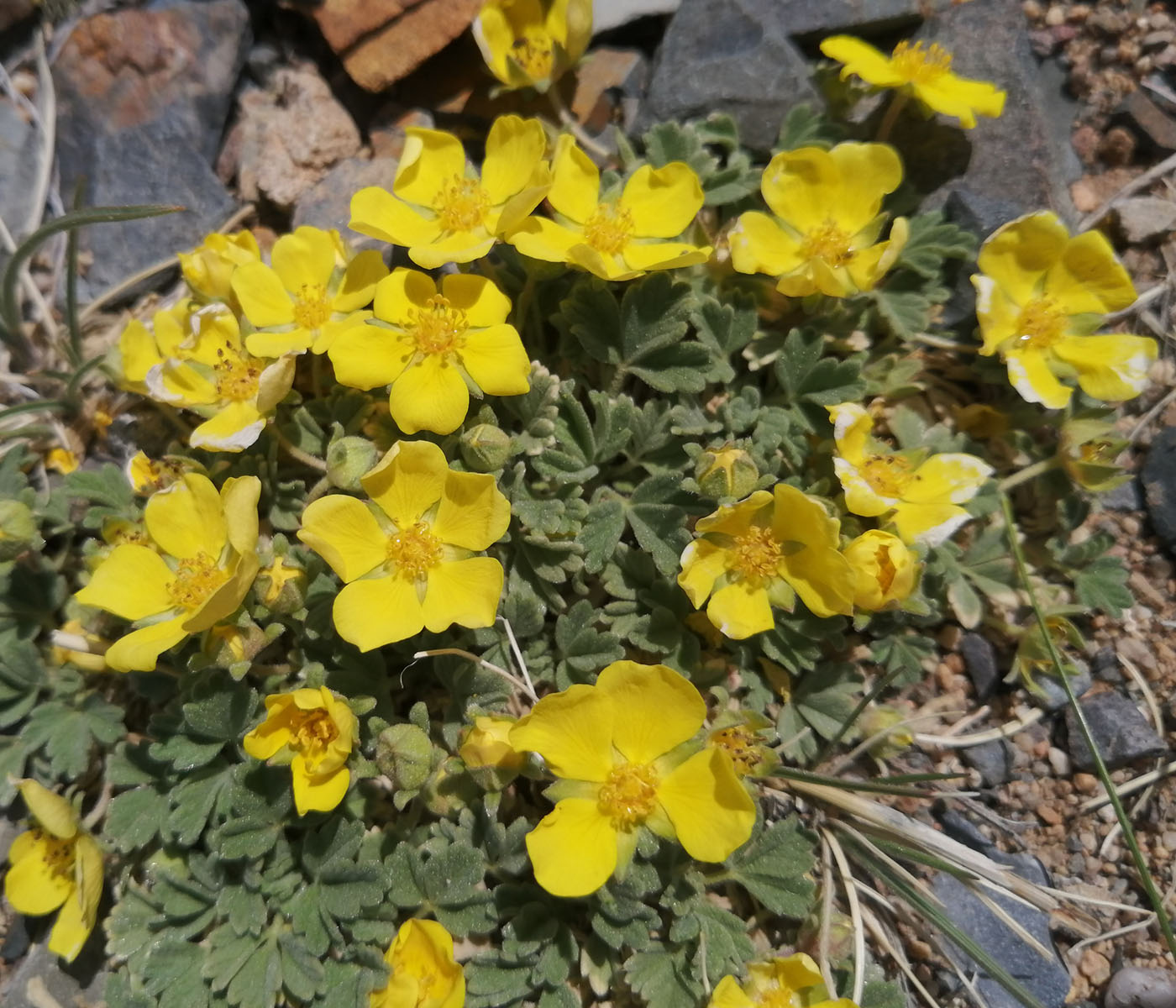 Изображение особи Potentilla acaulis.