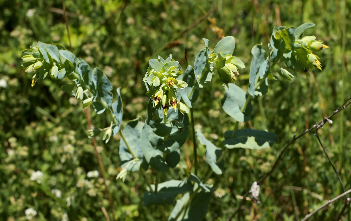 Image of Cerinthe minor specimen.