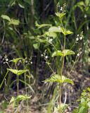 Veronica urticifolia