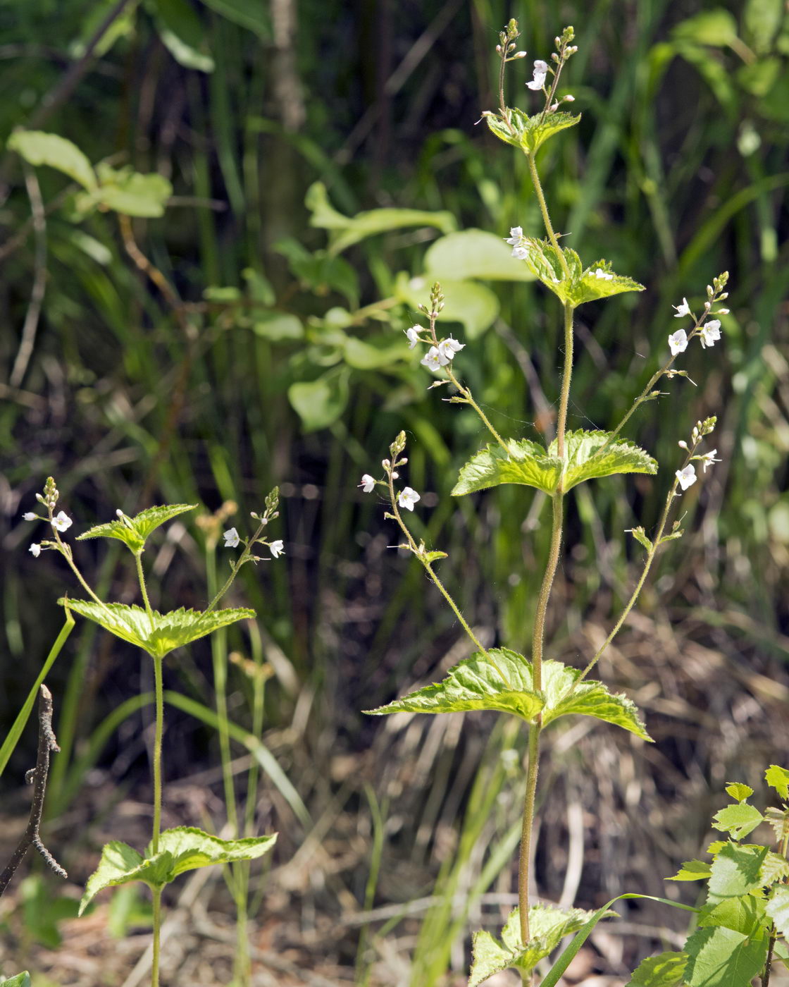 Изображение особи Veronica urticifolia.