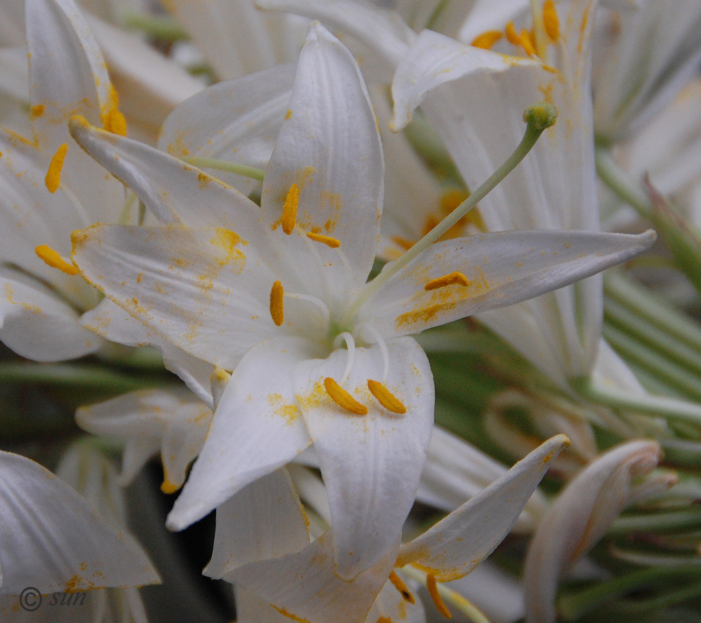 Image of Lilium regale specimen.