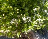 Galium oshtenicum