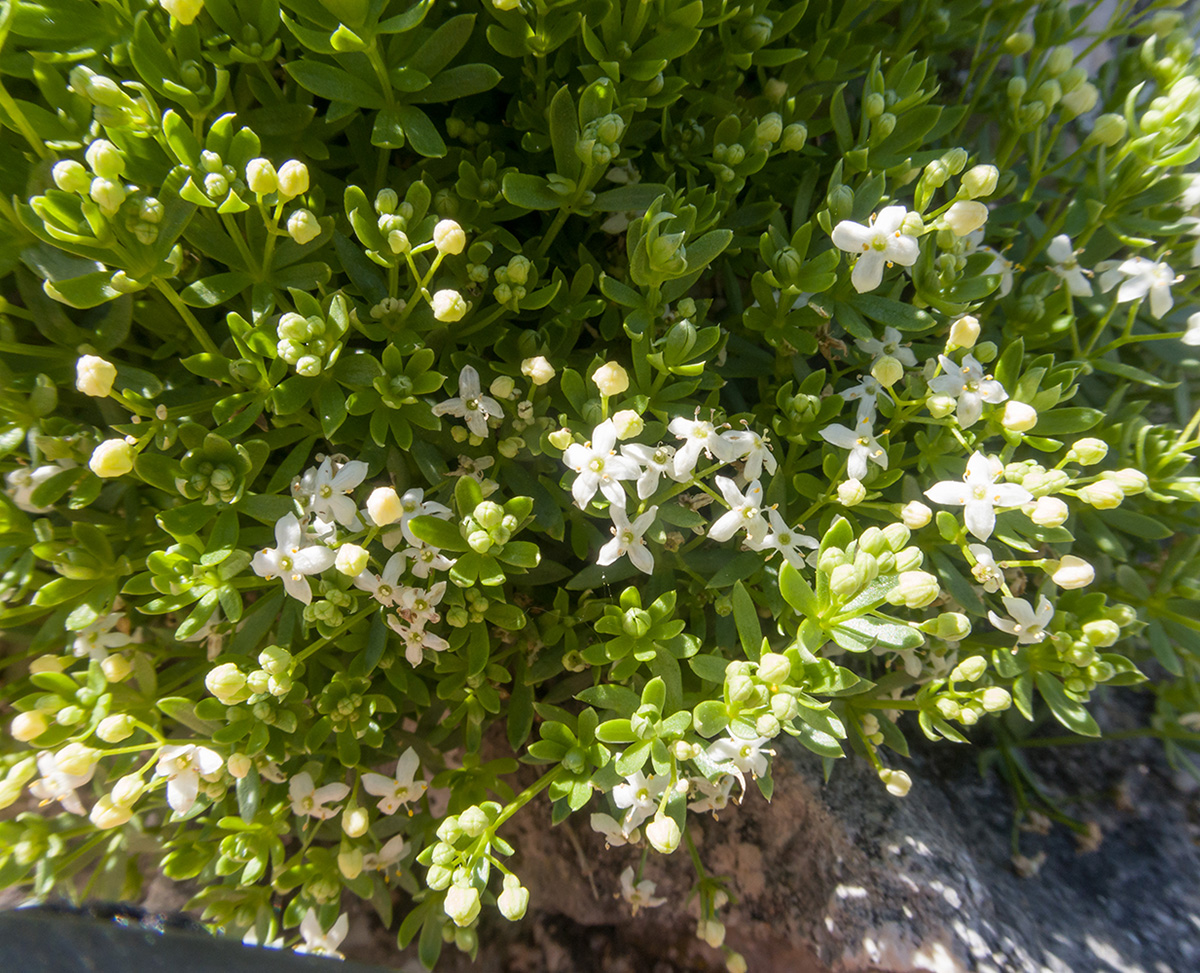 Изображение особи Galium oshtenicum.