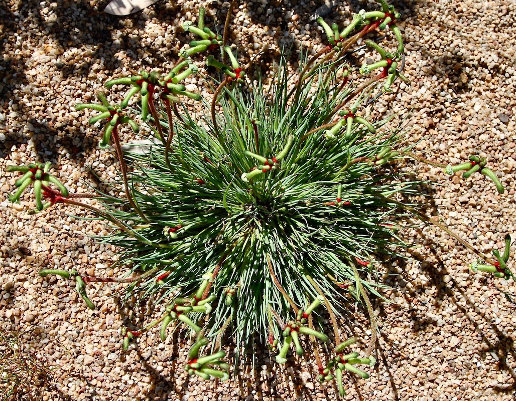 Изображение особи Anigozanthos gabrielae.