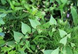 Fallopia convolvulus