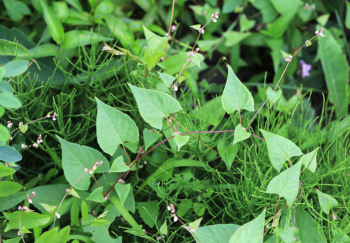 Изображение особи Fallopia convolvulus.