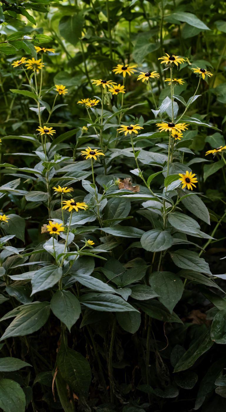 Image of Rudbeckia hirta specimen.