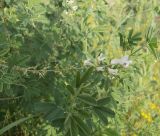 Astragalus melilotoides