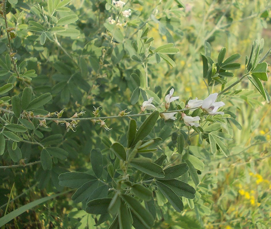 Image of Astragalus melilotoides specimen.