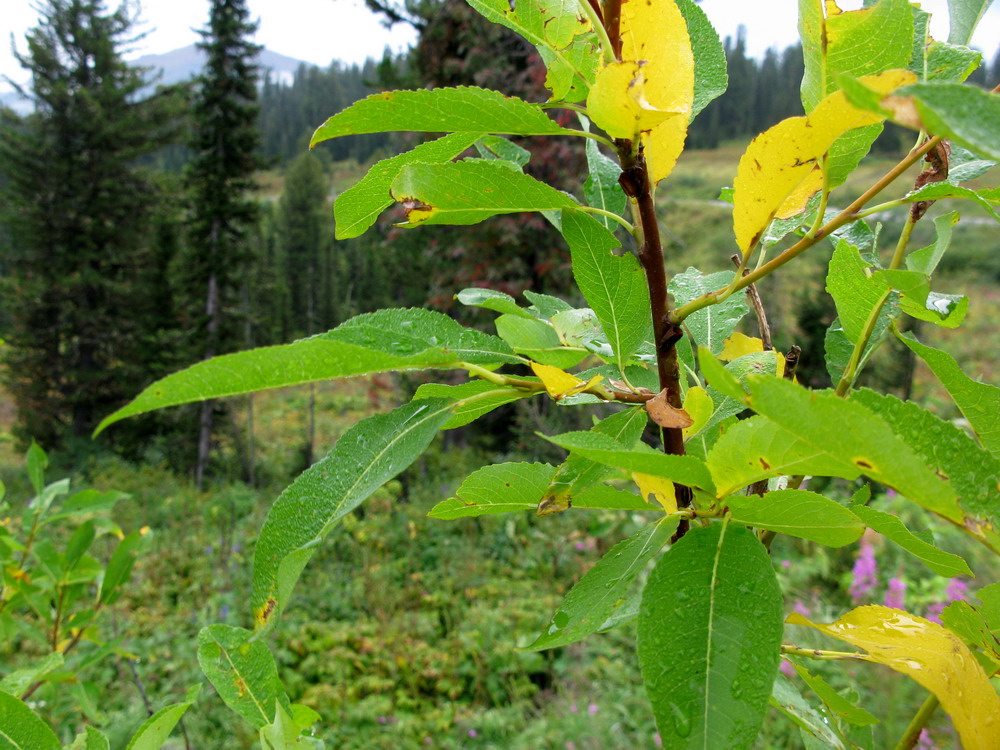 Изображение особи Salix jenisseensis.