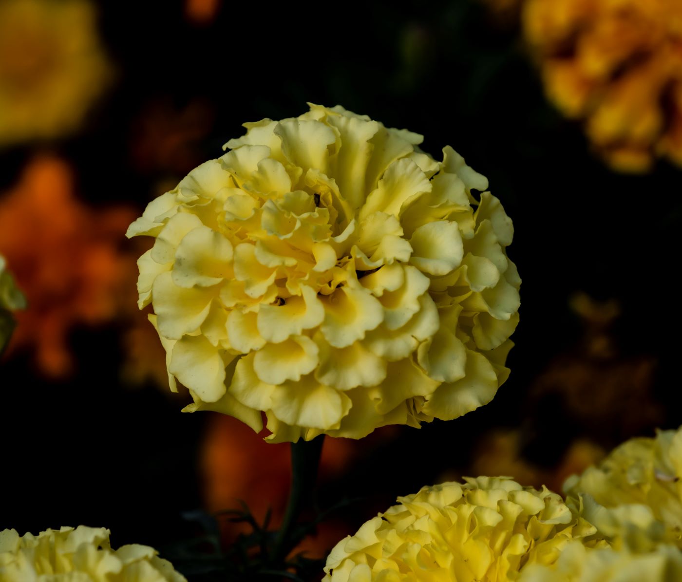 Image of Tagetes erecta specimen.