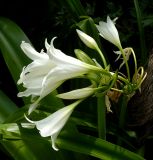 род Crinum