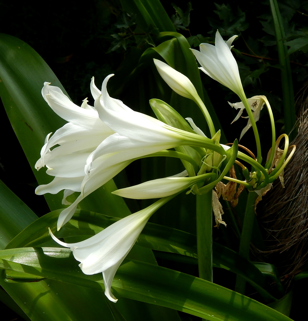 Изображение особи род Crinum.