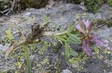 Trifolium alpinum. Цветущее растение, извлечённое из грунта. Испания, Каталония, пров. Жирона, комарка Рипольес, муниципалитет Сеткасес, курорт \"Вальтер 2000\", ≈2200 м н.у.м., каменистый луг. 15.09.2020.