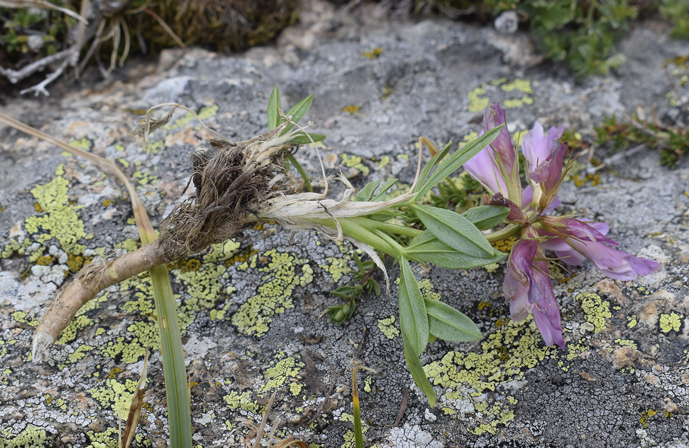 Изображение особи Trifolium alpinum.