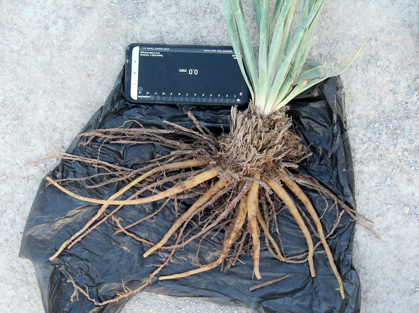 Image of Eremurus baissunensis specimen.