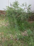 Sesamum triphyllum